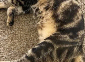5 kittens