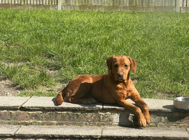 KC REG FOX RED