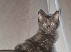 Beautiful citten