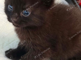 2 beautiful little boy kittens