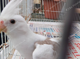 Whitefaced pied cockatiel