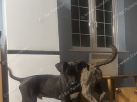 Mastiff x