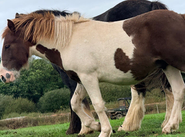 Yearling DHP Colt