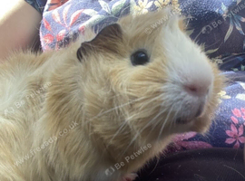 2x young male Guinea pigs
