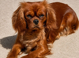 Stunning 2 year old KC Cavalier for forever home