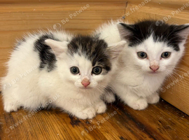 Kittens ready to go now
