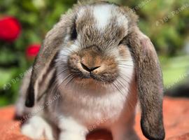 *****French Lops ready to be reserved****