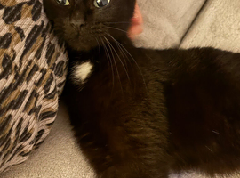 4 Beautiful Black Kittens