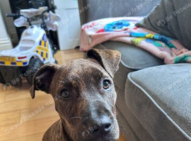staff X cane corso puppy