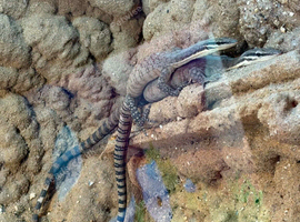 Pair of kimbery rock monitors