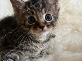 Beautiful Home-Reared Kittens &ndash; ready Sat 11th July