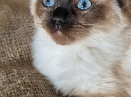 Beautiful ragdoll