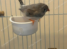 1 Baby Zebra Finch