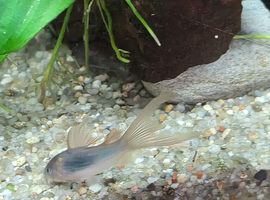 Long fin bronze corydoras