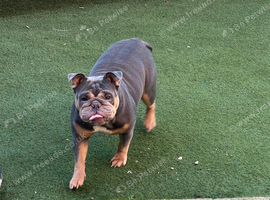 English bulldog, 4 years old needs a new home