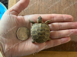 Horsfield (Russian) tortoise hatchlings, 2026, for sale