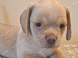 Pug cross dachshund puppies