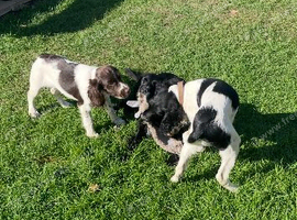 KC Registered Springer Spaniel Puppies