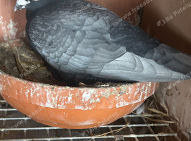 Rubella coloured racers