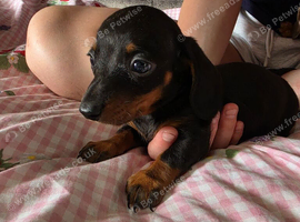 Miniature dachshund boy