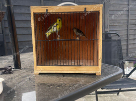 1pair normal Siskin