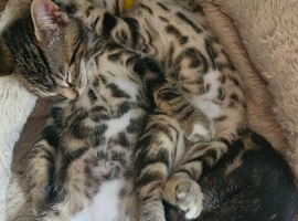 Bengal mix kittens for sale