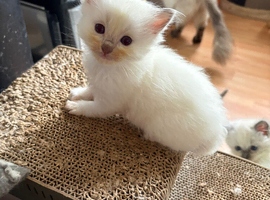 A rainbow of kittens