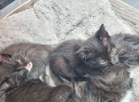 Kittens for rehoming