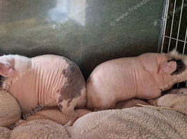 Pair of bonded skinny pig boars