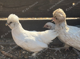 Polish x silkie hen