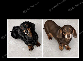 Retired girls looking for their forever homes