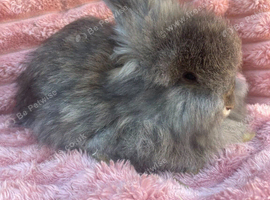Angora