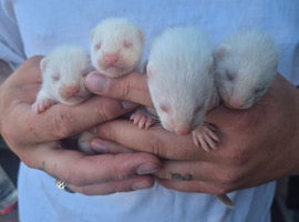 Small Albino ferrets