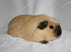 Pet Californian young female guinea pig