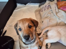 Smart and lovely puppy