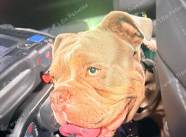 Loving Dorset Old Tyme Bulldogge