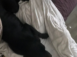 Labrador x doberman