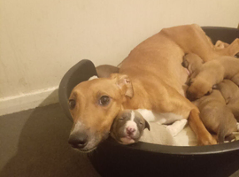 14th generation working lurcher pups