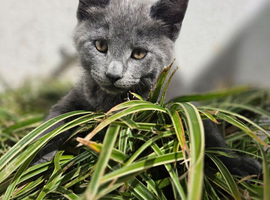 Kittens