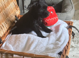 Miniature schnauzer k c reg