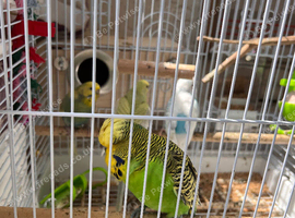 2 pairs of beautiful budgies+ cage and accessories