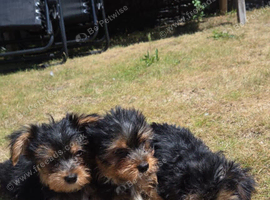 Yorkshire terrier biewer puppies for sale