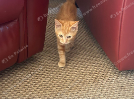 Female kitten looking for a loving home