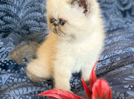 Colourpoint Exotic Shorthair Kittens