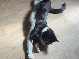 Male cat for rehoming