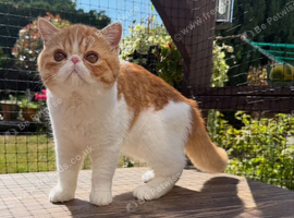 Gorgeous Male Kitten