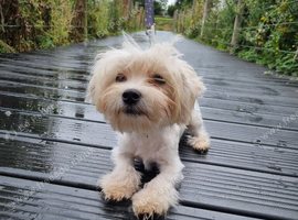 Maltese boy