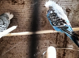Tamed budgies