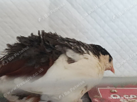 Available 1 x Tiny Adult BOY Button Quail in Pure All White Male 9 weeks old tennis ball size for &pound;5