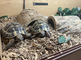 2 hermann tortoises and set up need new home